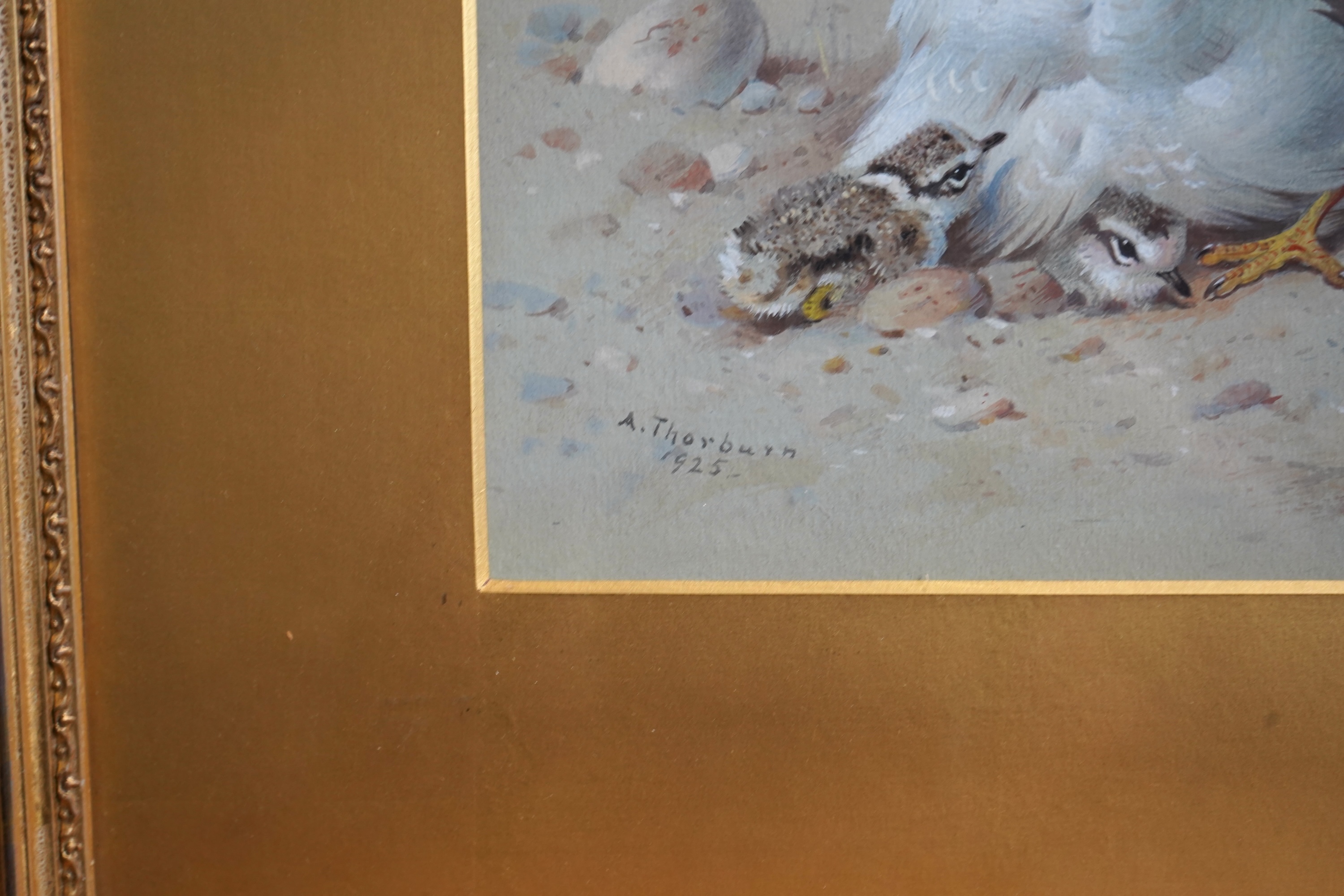 Archibald Thorburn, 1860-1935, 'Study of Ringed Plover and chicks, Turnstone and Kentish Plover'
